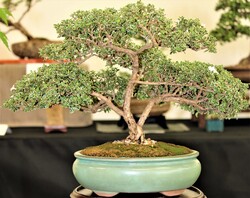 Image for Bonsai by the Beach