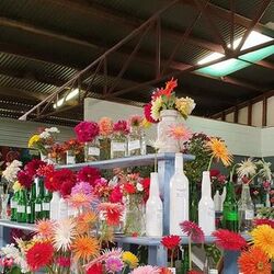 Image for 93rd Annual Monto Show