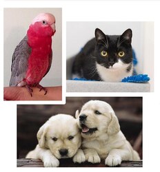 Image for Pets Birds Animals - One-day Workshop