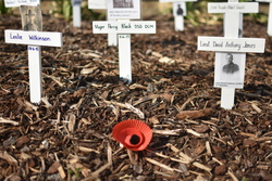 Image for ANZAC Day at ANZAC Cottage 2024