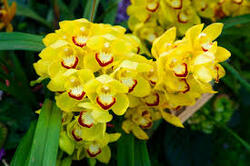 Image for Albany Orchid Society - Annual General Meeting