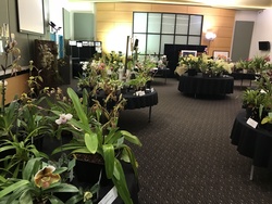 Image for Orchid Show - Spring 2021