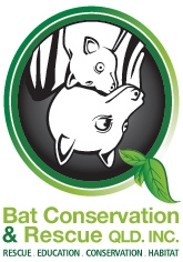 Bat Conservation & Rescue Qld Inc. Logo