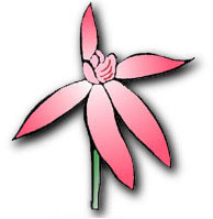 Orchid Society Of Canberra Inc Logo