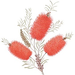 Wildflower Society of WA (Armadale Branch) Logo