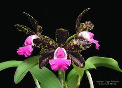The Orchid Species Society Inc. Logo